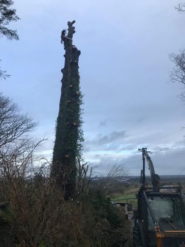 cosgrove tree