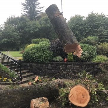 cosgrove tree