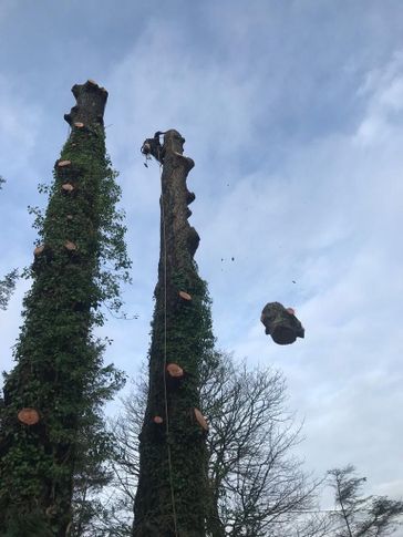 cosgrove tree
