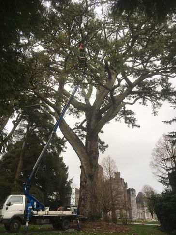Cosgrove Tree Services