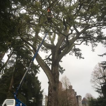 Cosgrove Tree Services