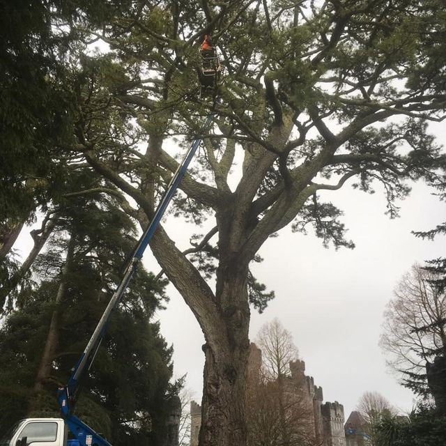 Cosgrove Tree Services