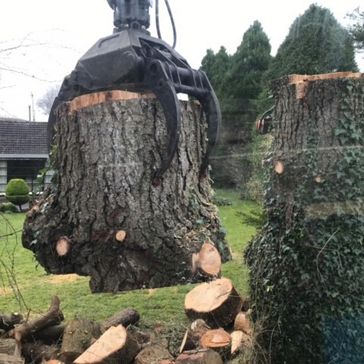 cosgrove tree