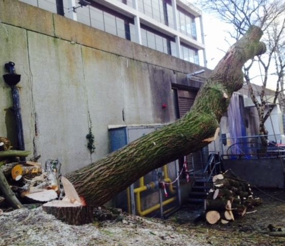 Cosgrove Tree Services