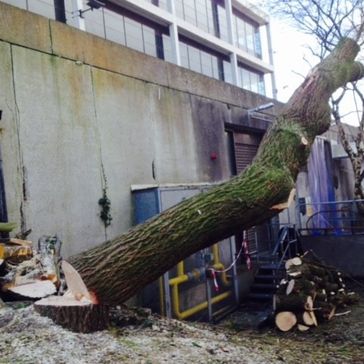 Cosgrove Tree Services