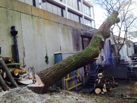 Cosgrove Tree Services