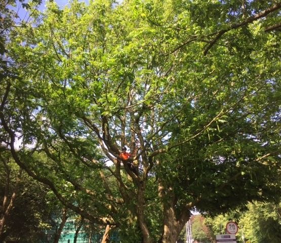 Cosgrove Tree Services