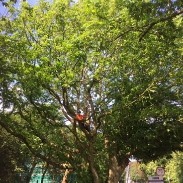 Cosgrove Tree Services