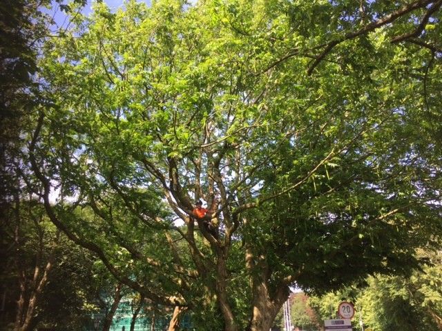 Cosgrove Tree Services