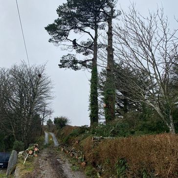 cosgrove tree