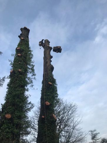 cosgrove tree