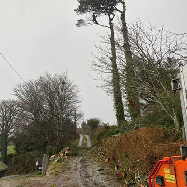 cosgrove tree